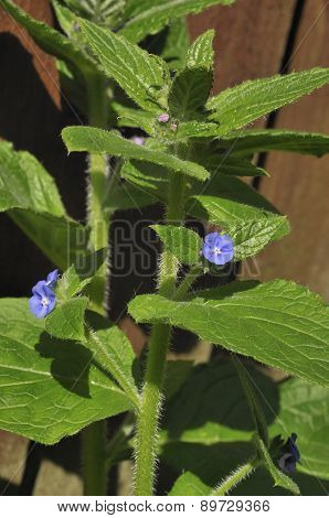Green Alkanet
