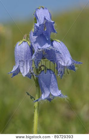 Bearded Bellflower