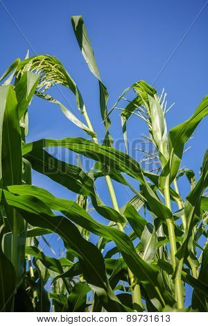Corn green