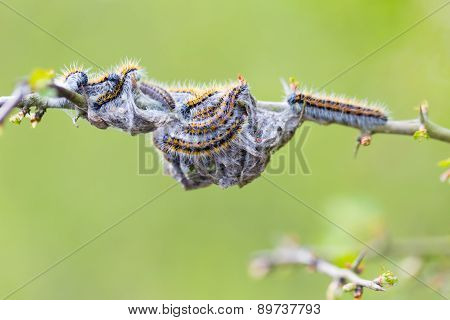 Tree Attacked By Caterpillars