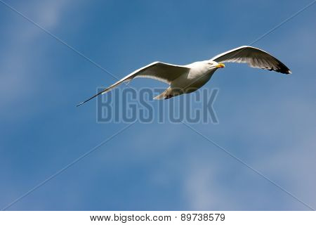 Soaring herring gull