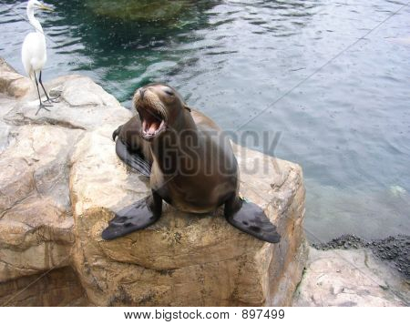Sealion