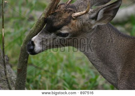 Deer_Scratching_3633
