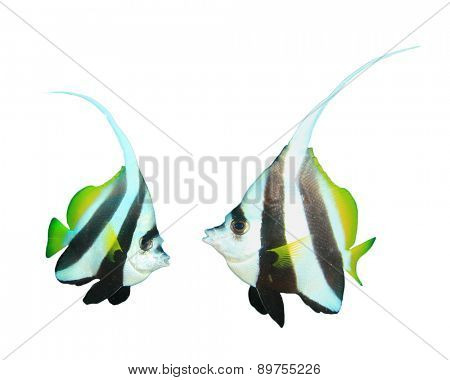 Tropical fish isolated white background: Bannerfish
