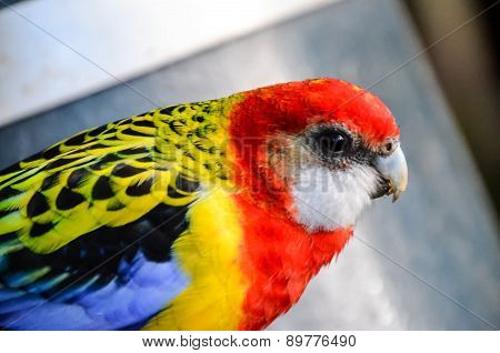 Parrot Tropical Bird