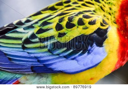 Parrot Tropical Bird