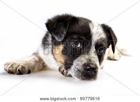 Cute Texas Heeler Puppy