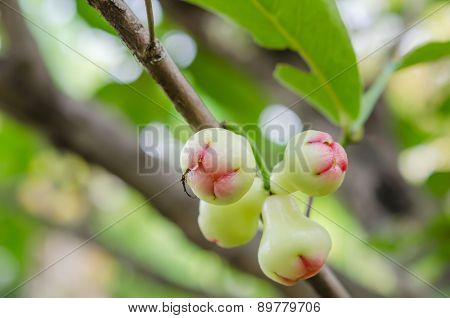 Rose Apples