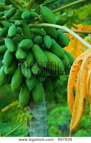 Papaya drzewo
