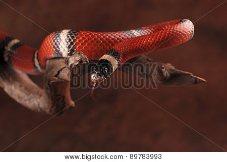 Milk snake and its tongue