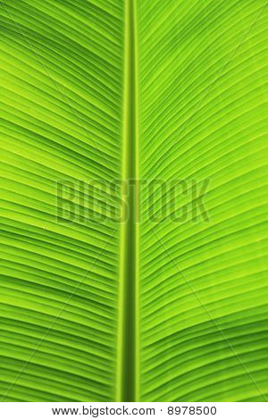 Bananenblatt.