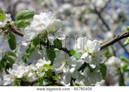 Apple Flower At Spring