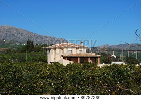 Country house and orange trees, Alora.