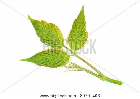 Young Leaves Tree On White