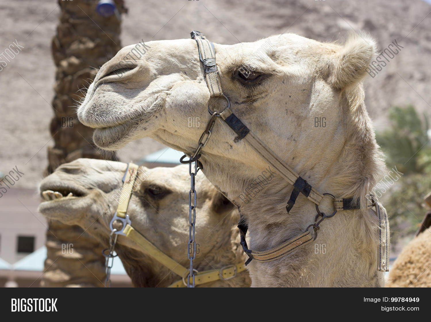 Image Preview