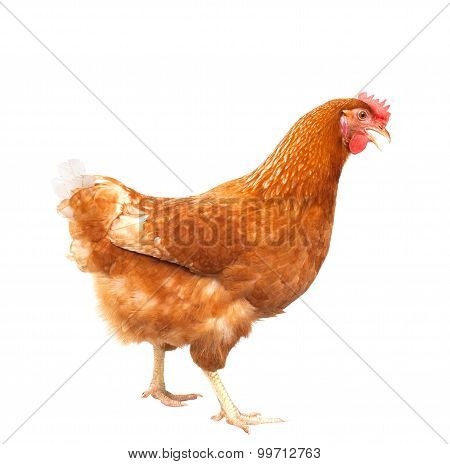 Full Body Of Brown Chicken Hen Standing Isolated White Background Use For Farm Animals And Livestock