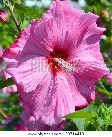 Giant hibiscus