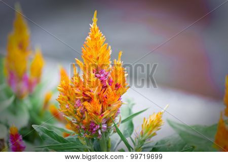 Colorful Cockscomb Flowers