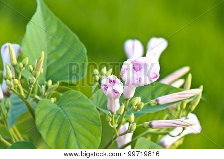 Morning Glory Bud Of Morning Glory Tree Or Ipomoea Carnea Jacq  On A Green Background