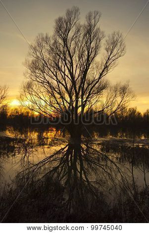 Tree with his roots