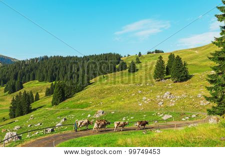 Mountain landscape. with cows
