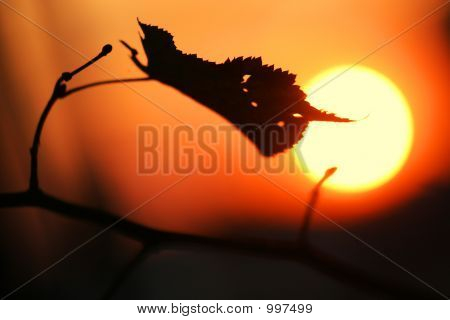 Herbst Sundown Sun Blatt