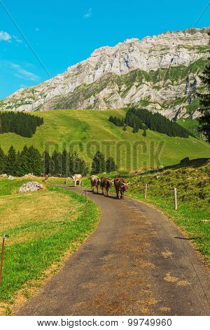 Mountain landscape. with cows