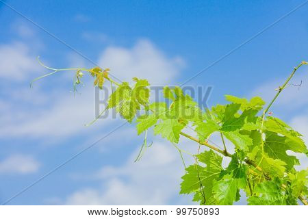 Green Leafs Of Grapevine
