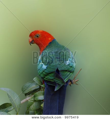 Australské přírody ptačí král papoušek Alisterus Scapularis