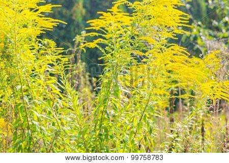 Beautiful Yellow Goldenrod Flowers Blooming