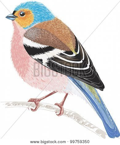 Chaffinch sitting on a tree branch isolated on white background