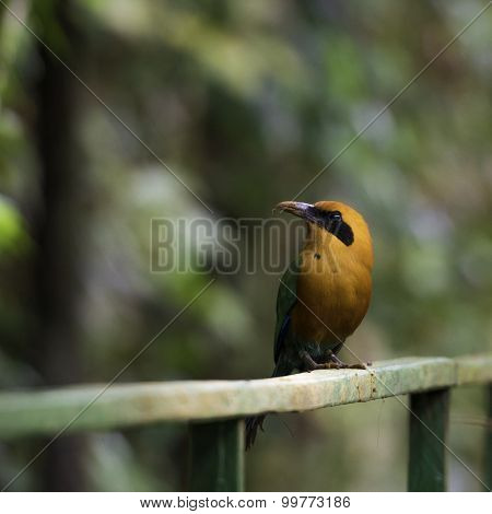 Rufous Motmot, Baryphthengus Martii. Wildlife In Costa Rica