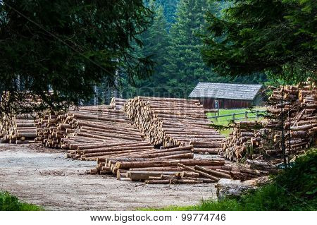Pile Of Tree Trunks