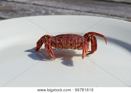 Crab