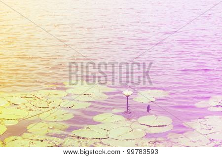 Lotus Flower