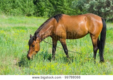 Horse grazing on a spring pasture