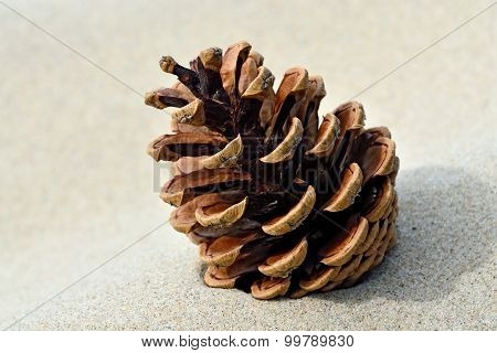 Pine Cone On The Sand