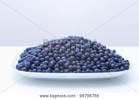 Bilberry