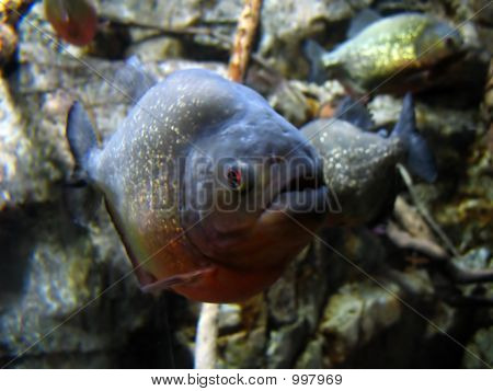 Piranha