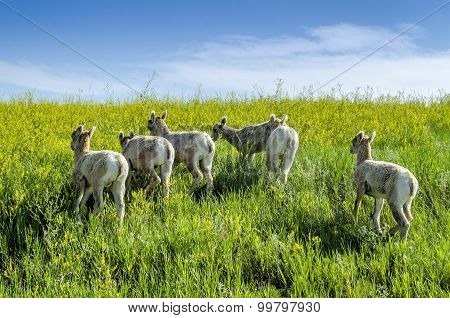 Juvenile Bighorn Sheep