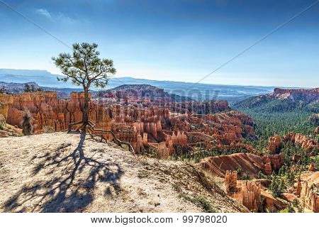 Tenacious tree