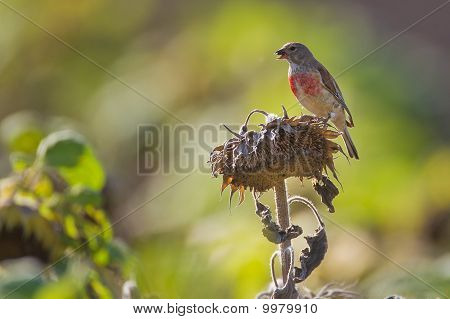 Portrét Linnet.