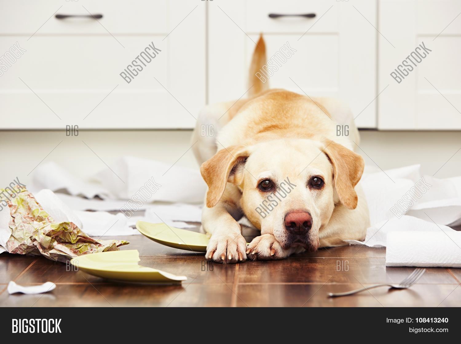 Naughty Dog Image & Photo (Free Trial) Bigstock