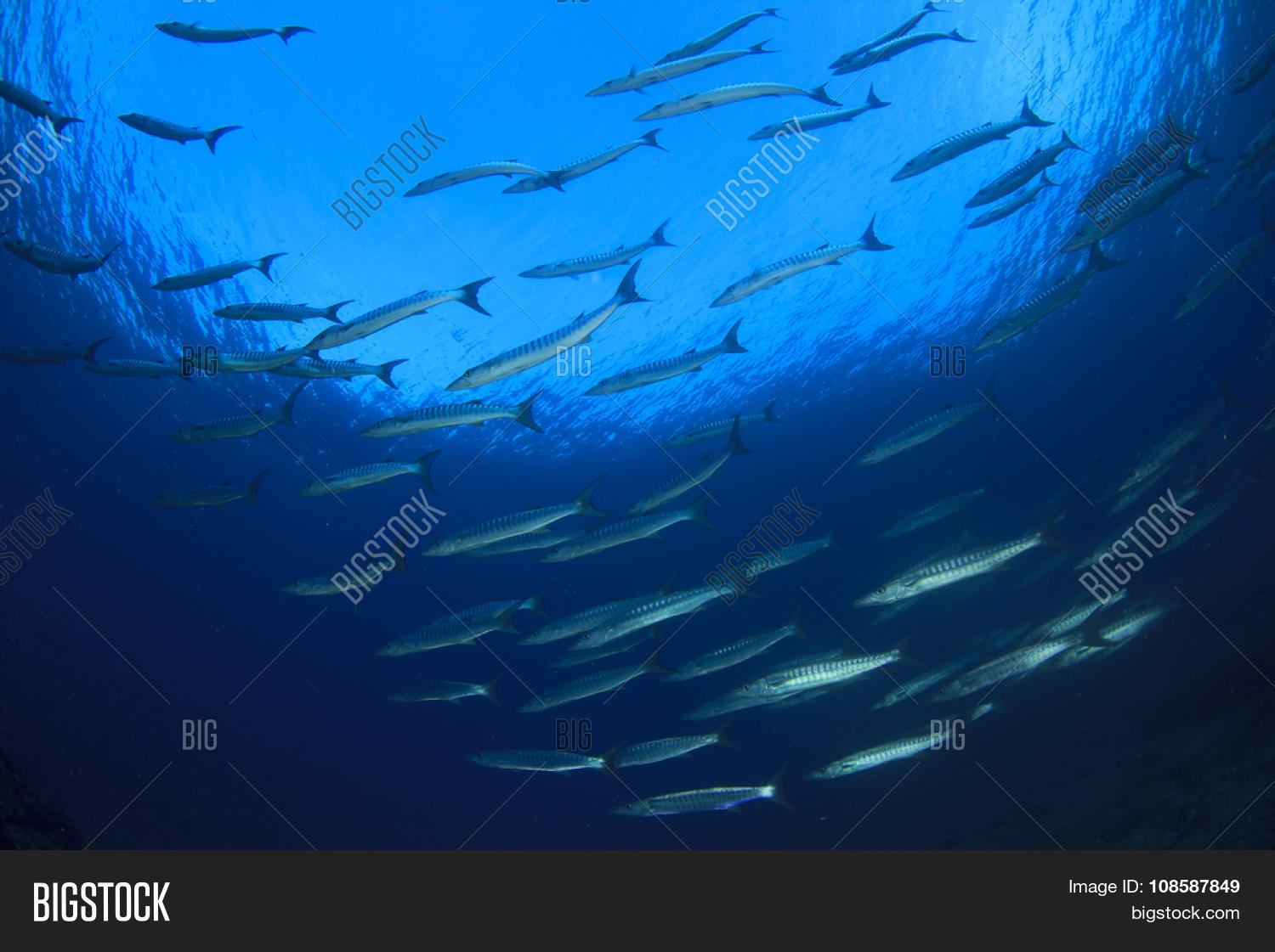 Barracuda Fish Image & Photo (Free Trial) | Bigstock