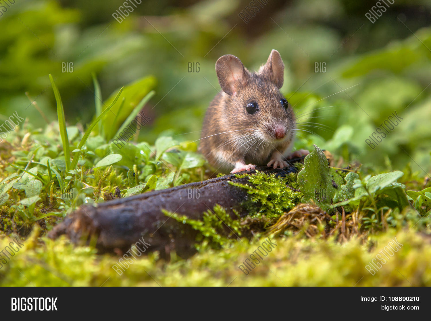 Wood Mouse Peeking Image & Photo (Free Trial) Bigstock