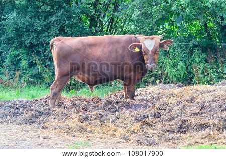 Brown Bull