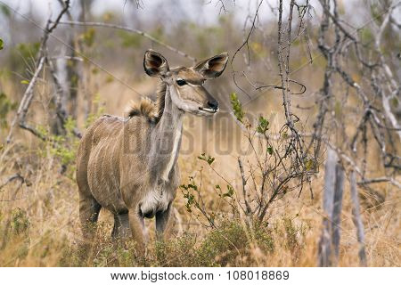 Nyala Female In Kruger National Park