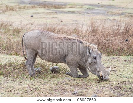 Warthog In Ngorongoro, Tanzania
