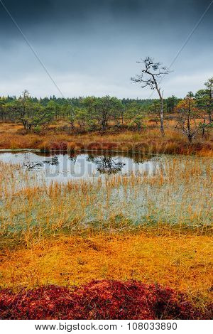 Swamp Kakerdaja in Estonia at the autumn