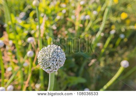 Onion Seed Heads From Close In Backlit